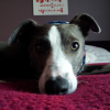 Lurcher58 Avatar